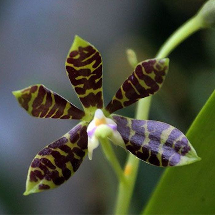 Prosthechea (Encyclia) boothiana