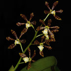 Prosthechea (Encyclia) boothiana