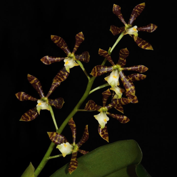 Prosthechea (Encyclia) boothiana