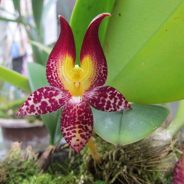 Bulbophyllum macranthum