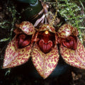 Bulbophyllum frostii