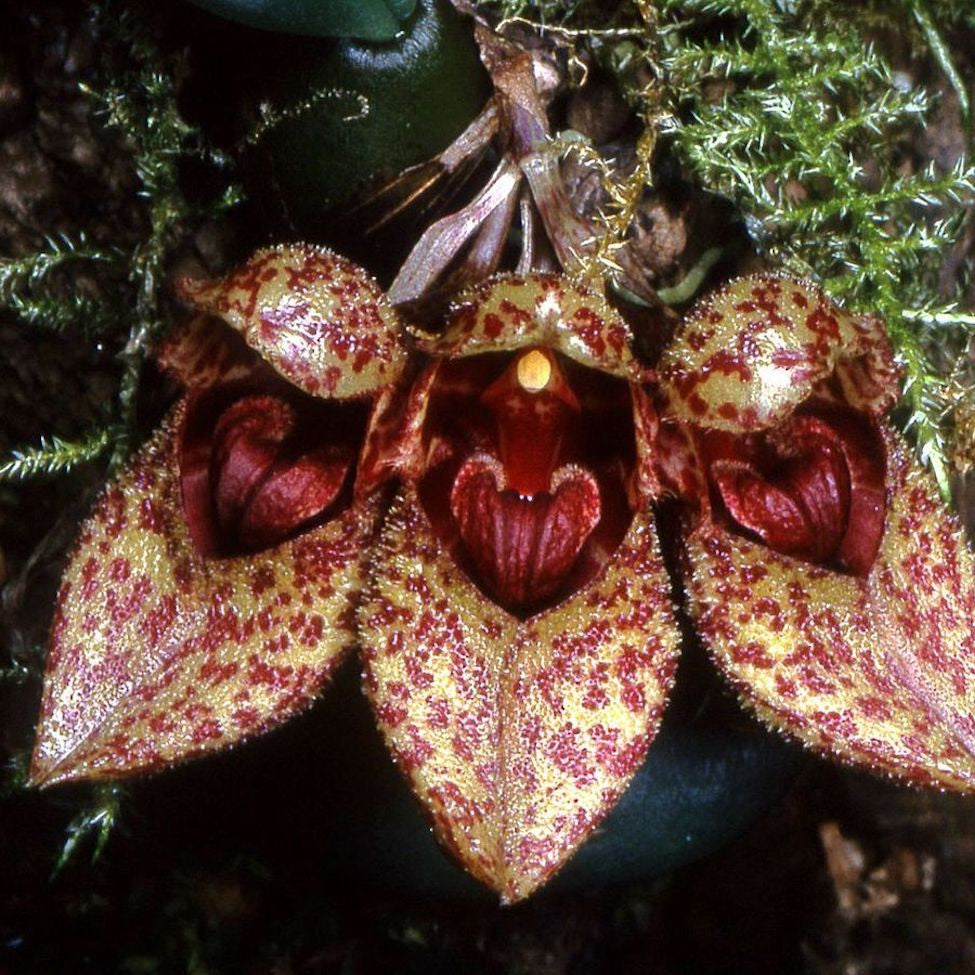 Bulbophyllum frostii