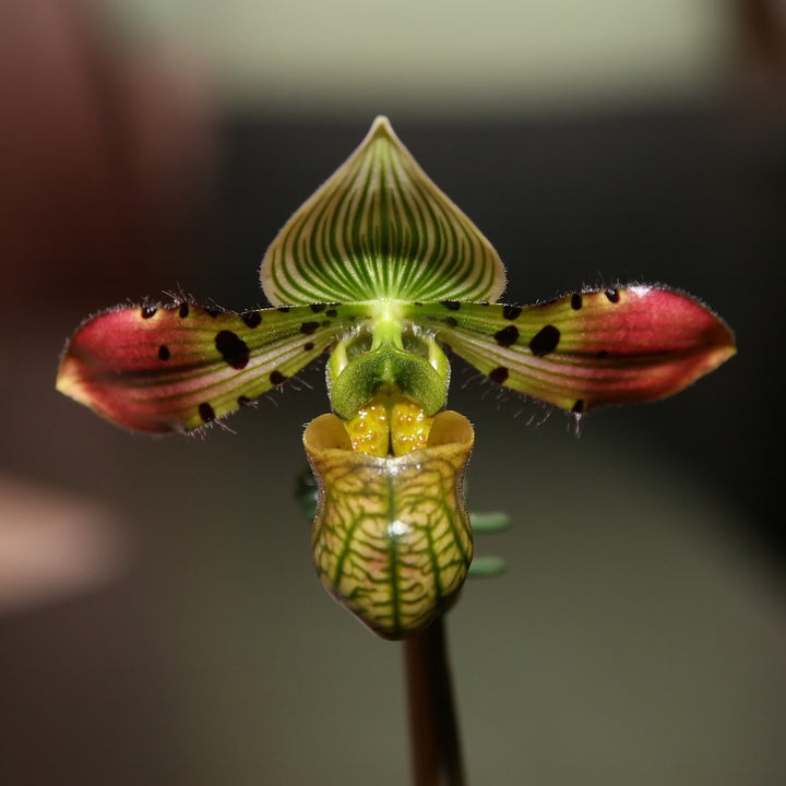 Paphiopedilum Venustum