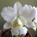 Cattleya walkeriana var. alba