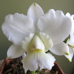 Cattleya walkeriana var. alba
