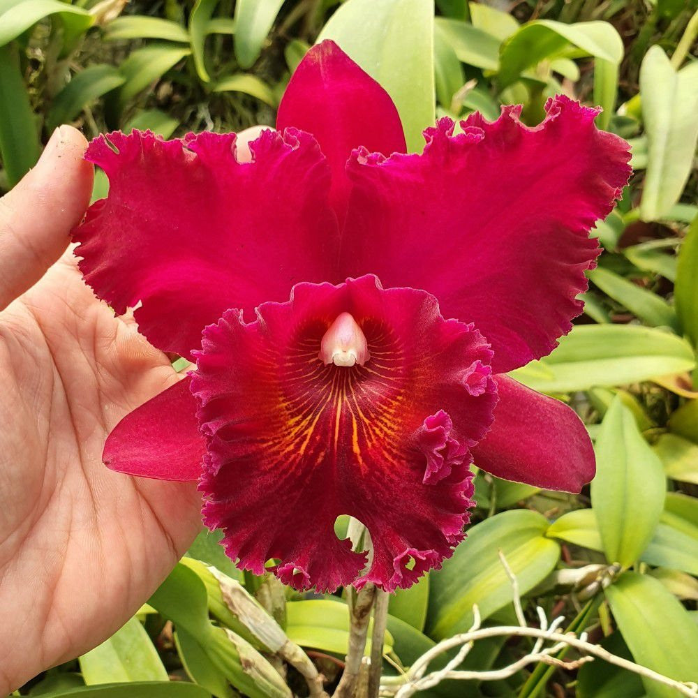 Blc. Chia Lin 'New City' - flori uriase parfumate