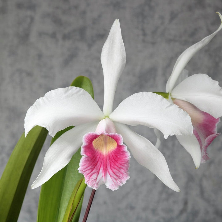 Cattleya purpurata var. russelliana *parfumata