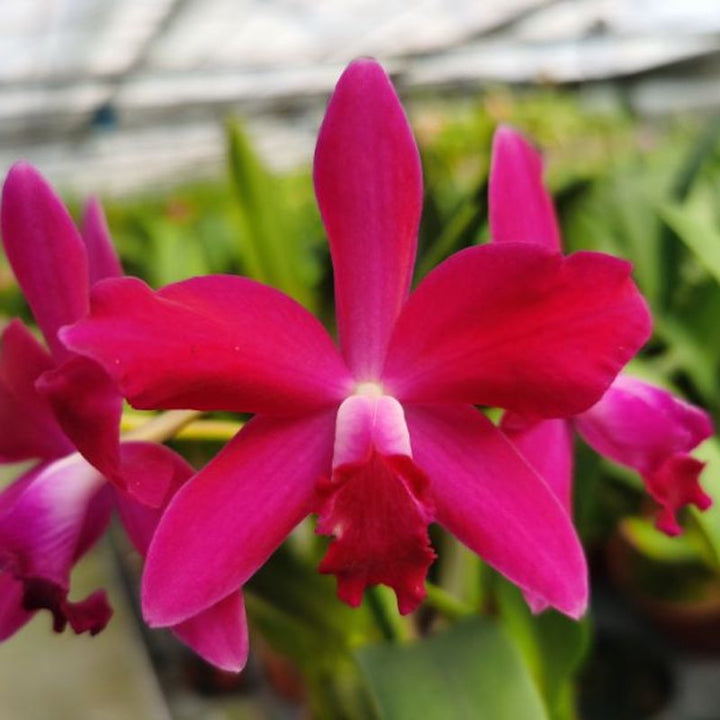 Ctt. Chief Dancing 'Red Dream' *parfumata