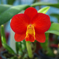 C. Chief Gem 'Red Jewel' (C. Bright Angel × C. coccinea)