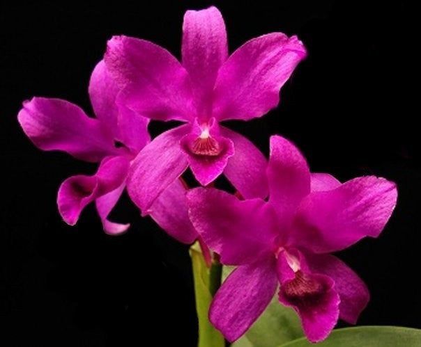 Cattleya bowringiana var. red