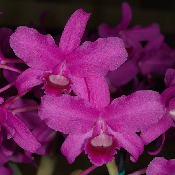 Cattleya bowringiana var. red