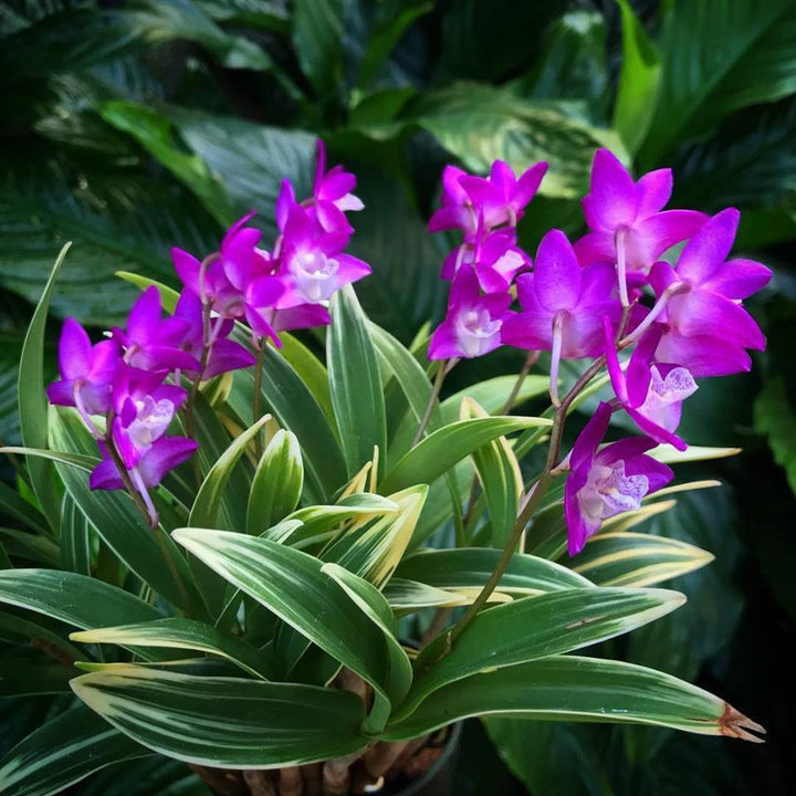 Dendrobium kingianum (variegat)