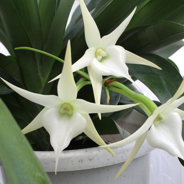 Orhidee Angraecum Crestwood 'Tomorrow Star'