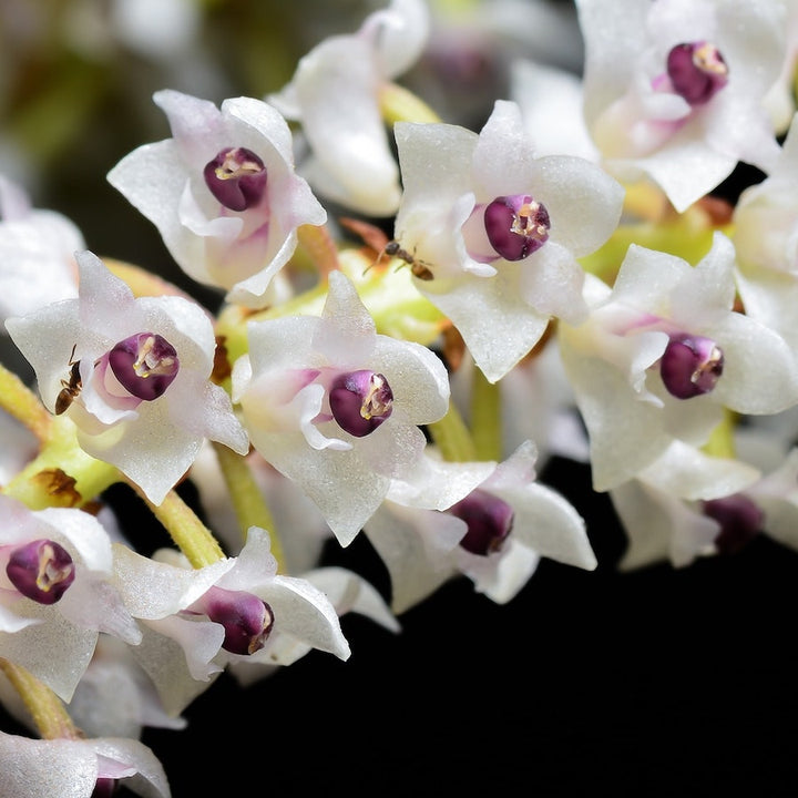 Eria floribunda - flori parfumate