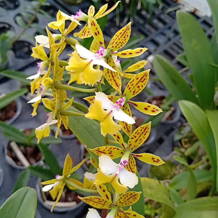 Epidendrum Stamfordianum 'Galaxy' SM/TOGA