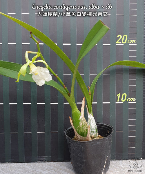 Encyclia cordigera var. alba - parfumata