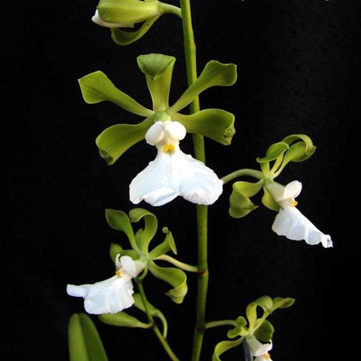 Encyclia cordigera var. alba - parfumata