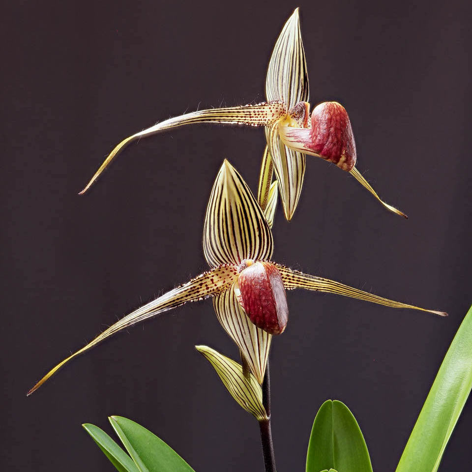 Paphiopedilum rothschildianum