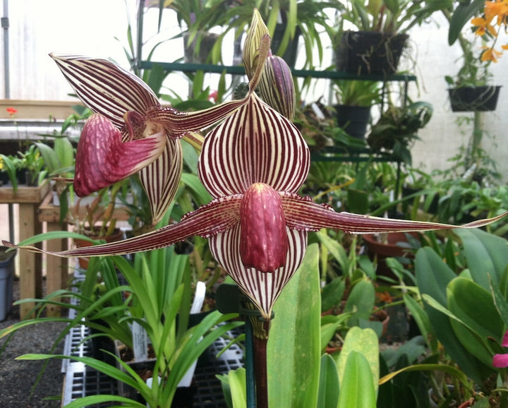 Paphiopedilum rothschildianum