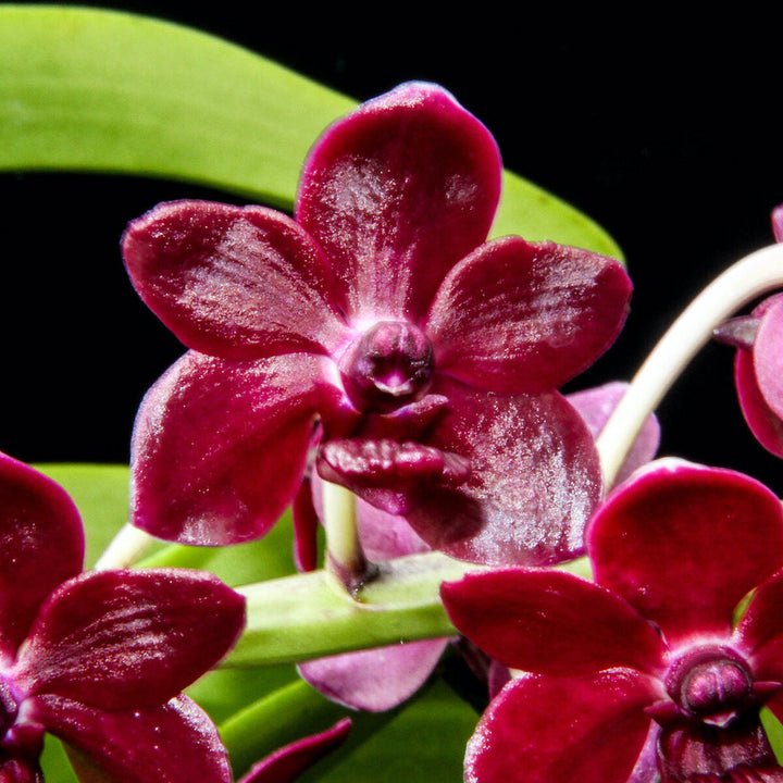 Vanda Lamellata parfumata