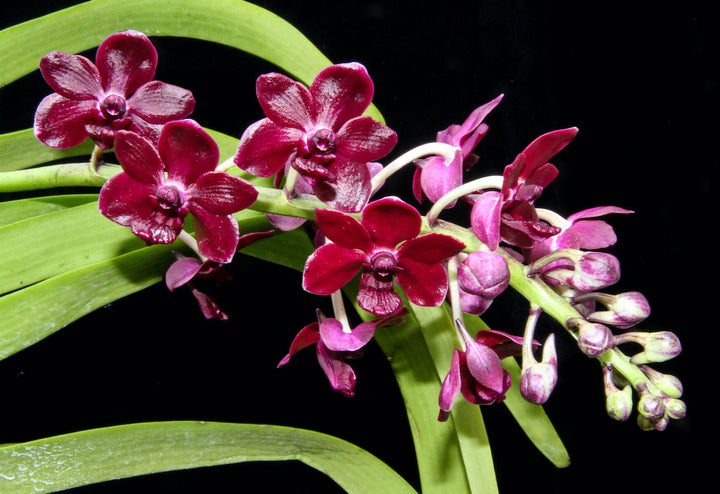 Vanda Lamellata parfumata