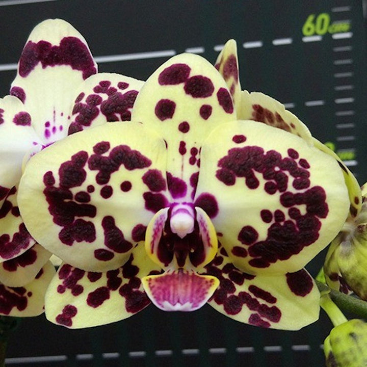 Phalaenopsis OX Sponge Bob