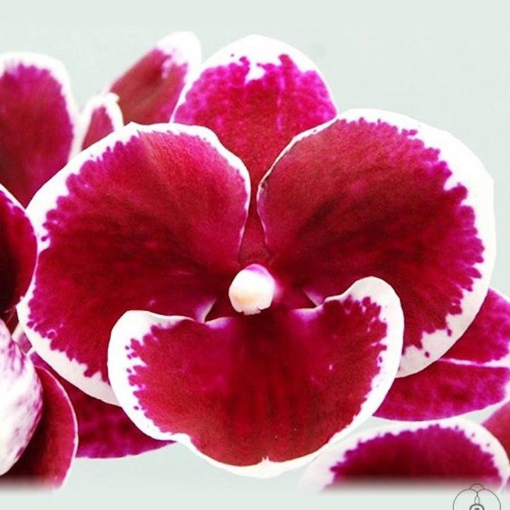 Phalaenopsis GC Reyoung Claire