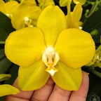 Phalaenopsis Ember