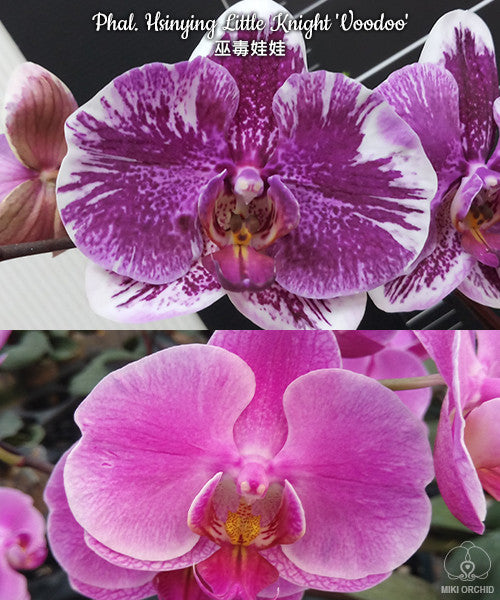 Phalaenopsis Hsinying Little Knight 'Voodoo'