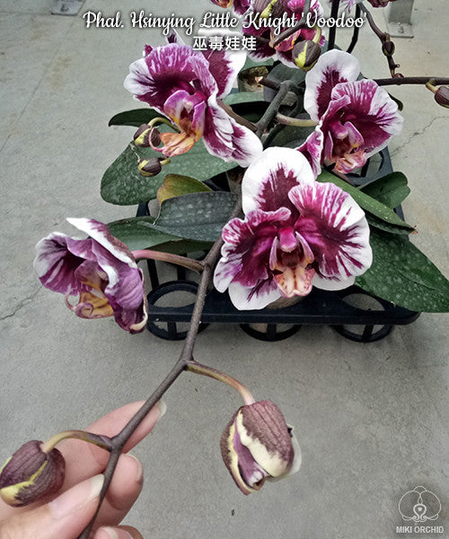 Phalaenopsis Hsinying Little Knight 'Voodoo'