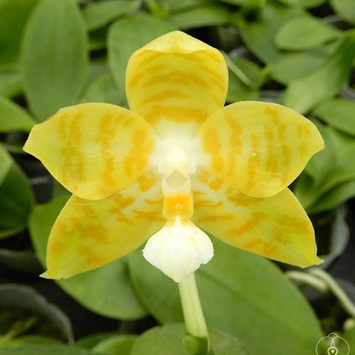 Phalaenopsis Micaels Yellow Style (Yaphon Yellow Bomb × micholitzii)