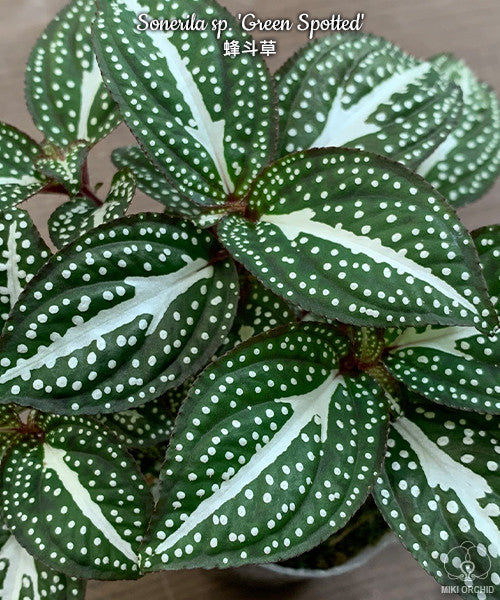 Sonerila sp. 'Green Spotted'