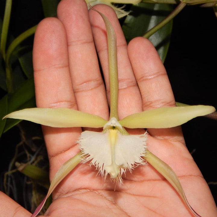 Epidendrum ciliare x Brassavola digbyana