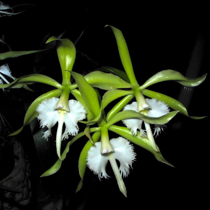 Epidendrum ciliare x Brassavola digbyana