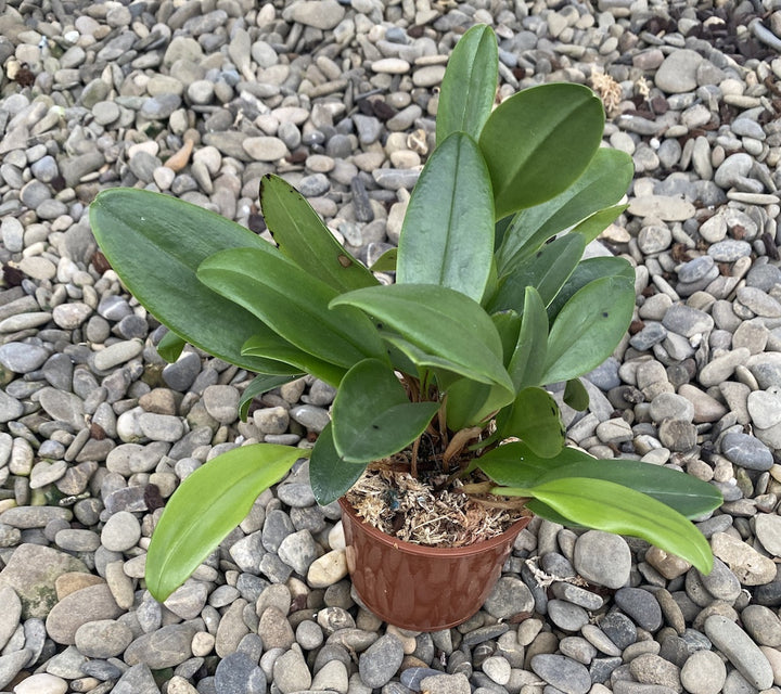 Pleurothallis violacea