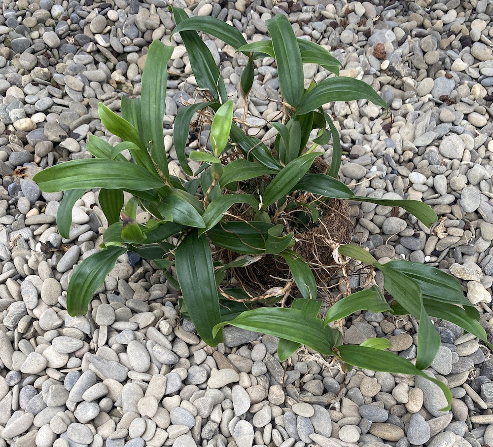 Orhidee Coelogyne fimbriata