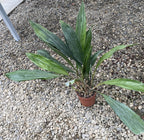 Orhidee Stanhopea Connata