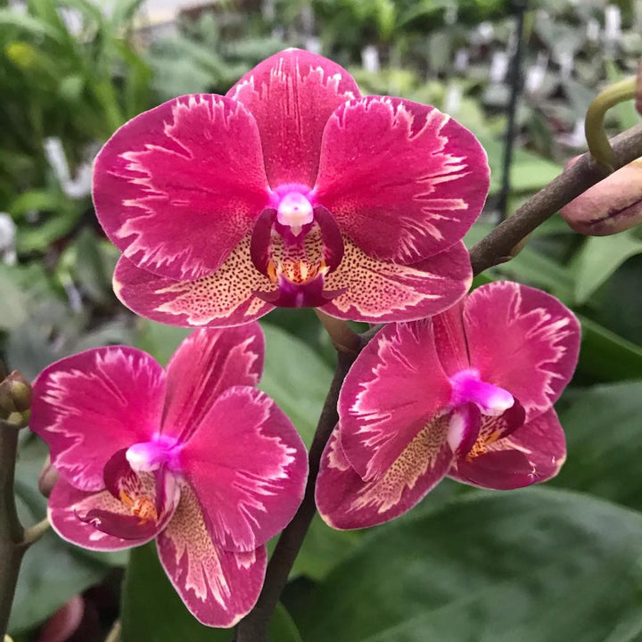 Phalaenopsis Miyo