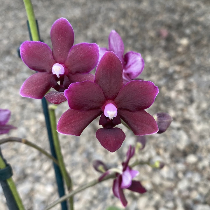 Orhidee Phalaenopsis Black Bird, reflexe de negru