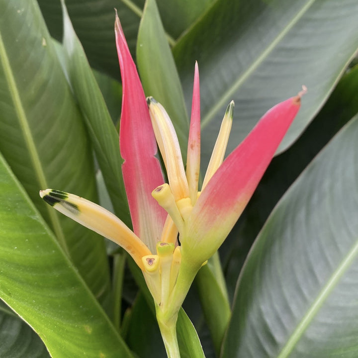 Heliconia psittacorum Hawai