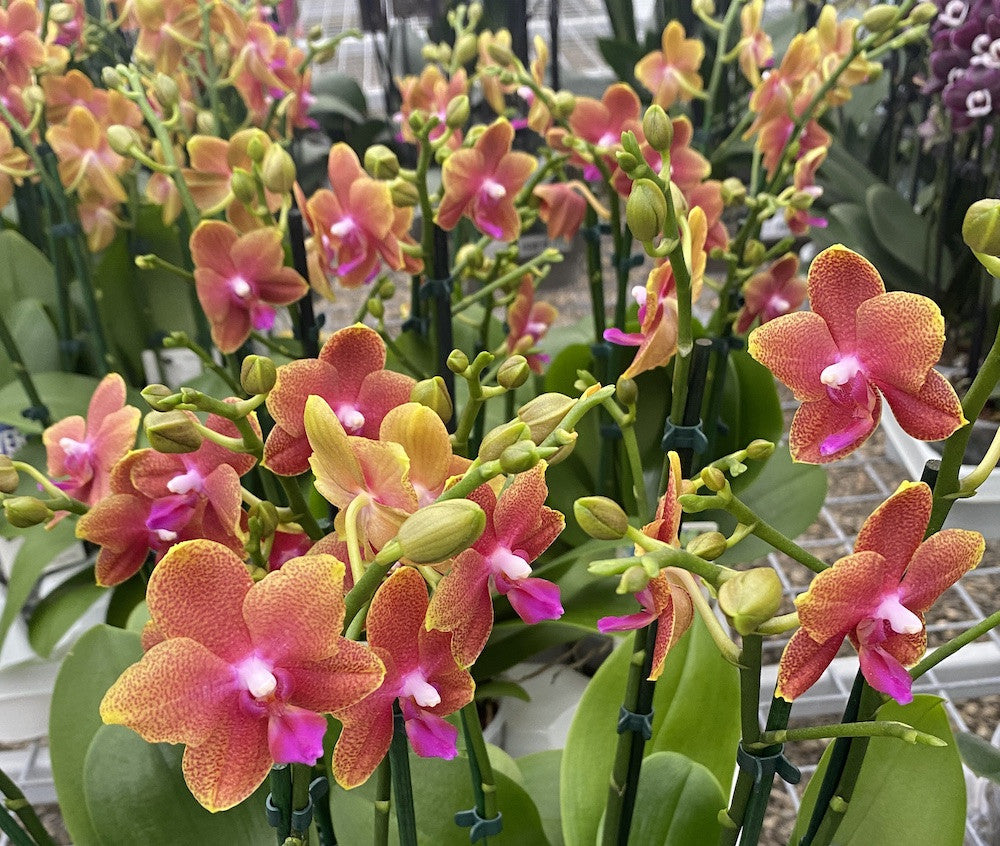 Phalaenopsis Magical multiflora