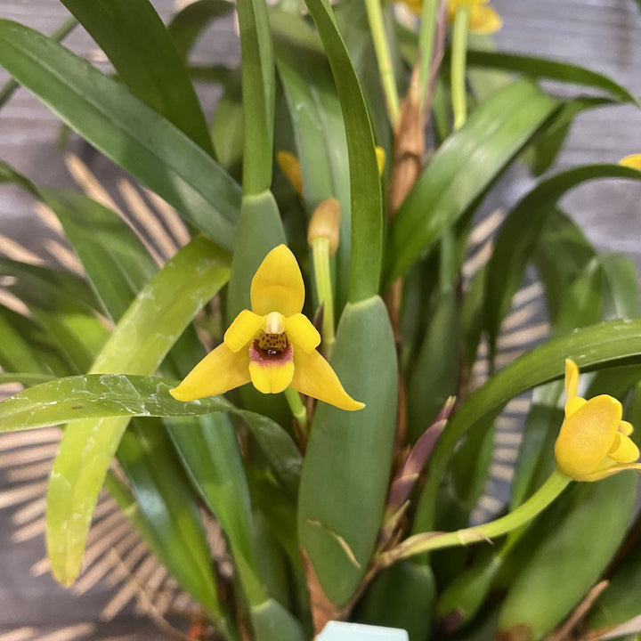 Maxillaria variabilis 'Yellow' (var. unipunctata)