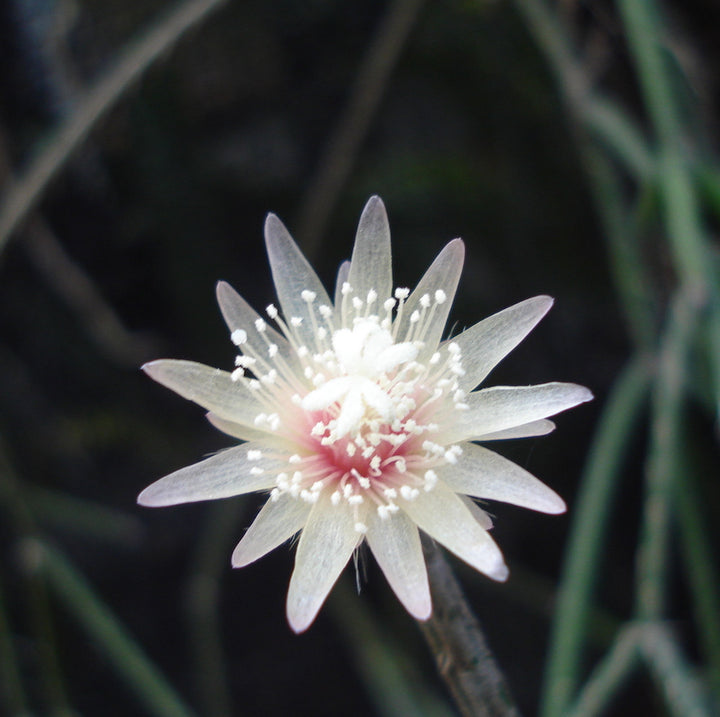 Rhipsalis elliptica