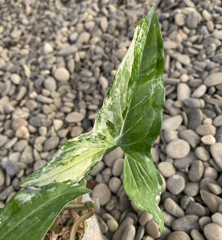 Syngonium podophyllum 'Variegata'