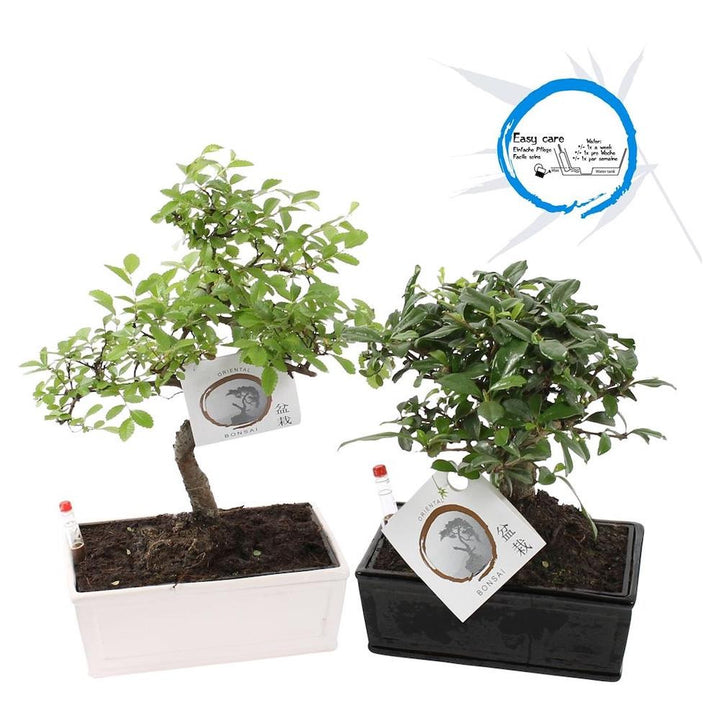 Bonsai in ghiveci inteligent cu senzor de umiditate (mix de varietati)