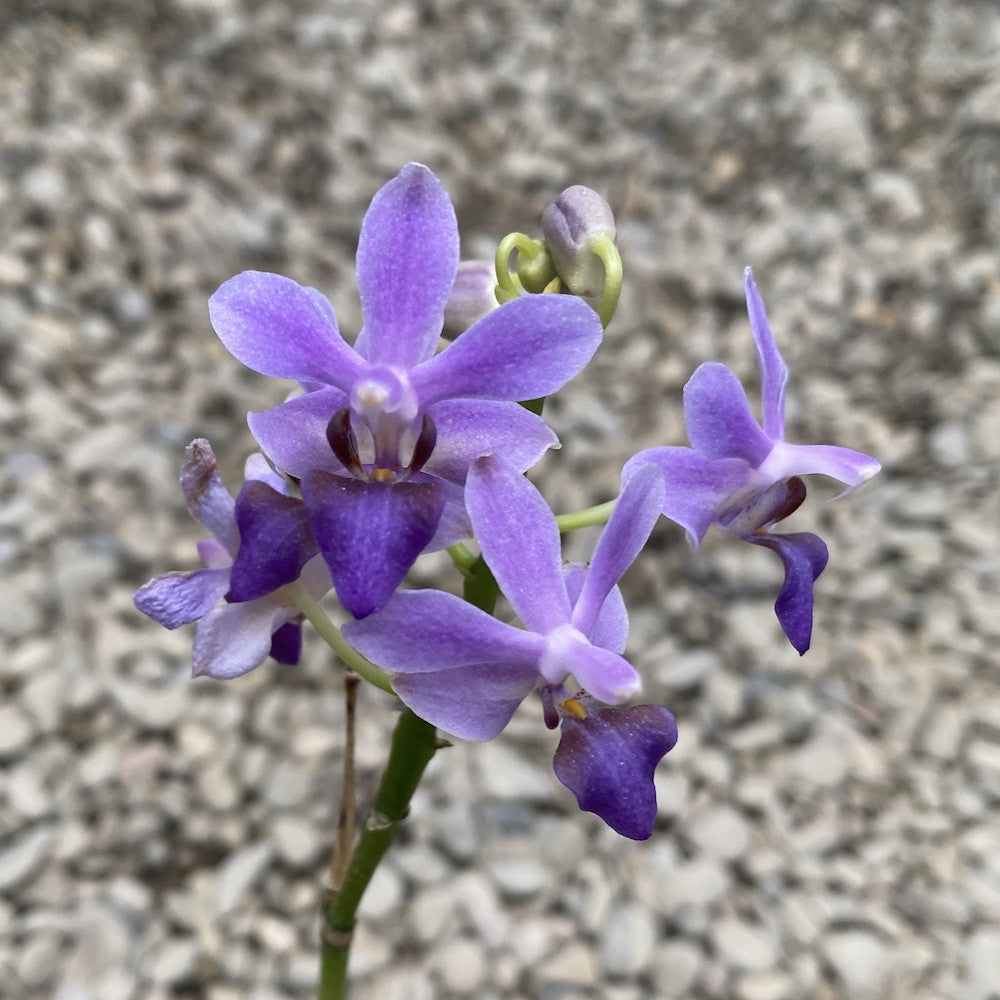 Orhidee Doritaenopsis Purple Gem 'Aida'
