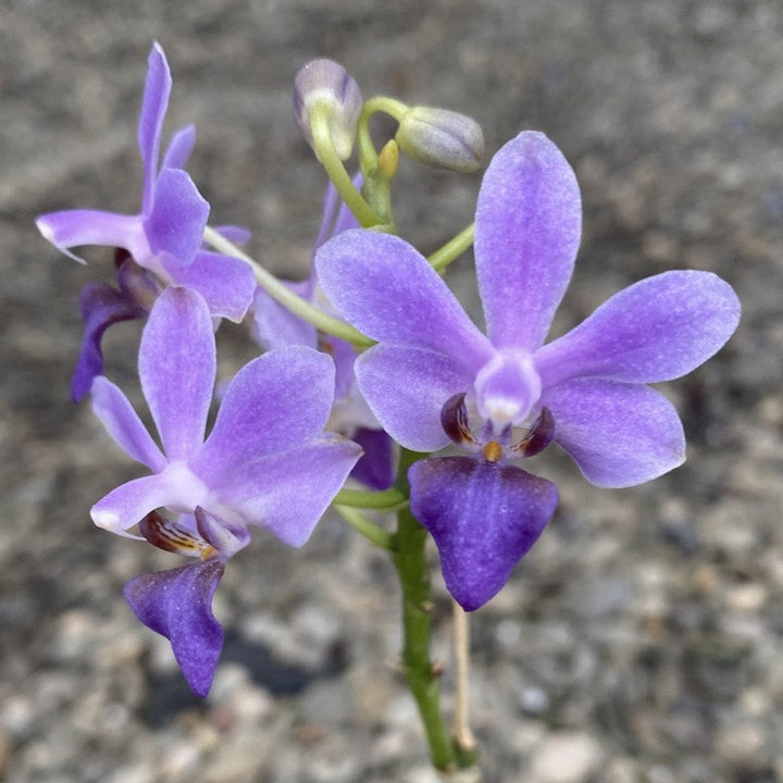 Orhidee Doritaenopsis Purple Gem 'Aida'