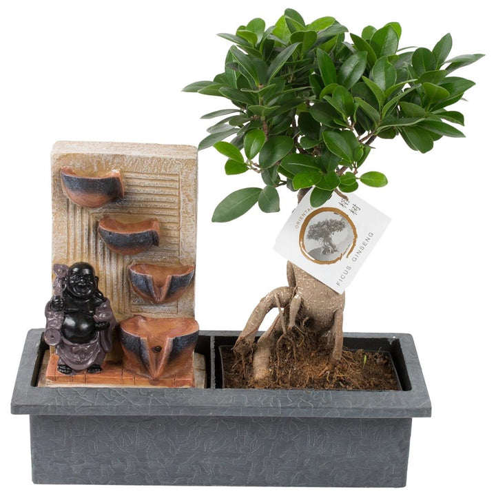 Bonsai Ficus Ginseng - Waterfall Buddha