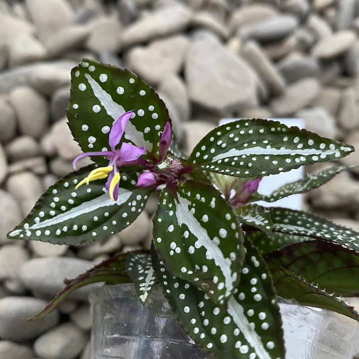 Sonerila sp. 'Green Spotted'