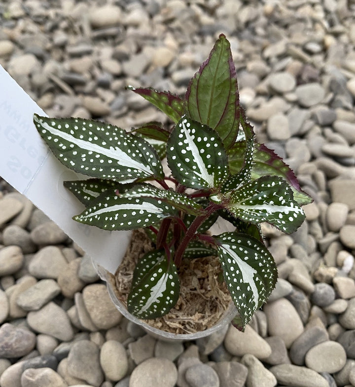 Sonerila sp. 'Green Spotted'